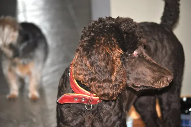 Dark Omen Standard Tournament : 暗兆标准锦标赛