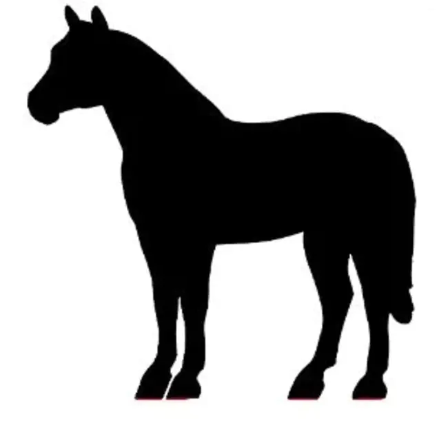 Quarter Horse : 四分之三马