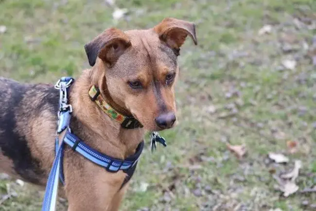 Mancelona, Michigan, microwave relay station : 密歇根州曼塞隆,微波中继站