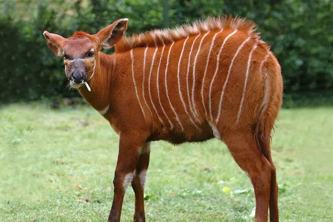 Dinder, Sudan : Dinder,苏丹