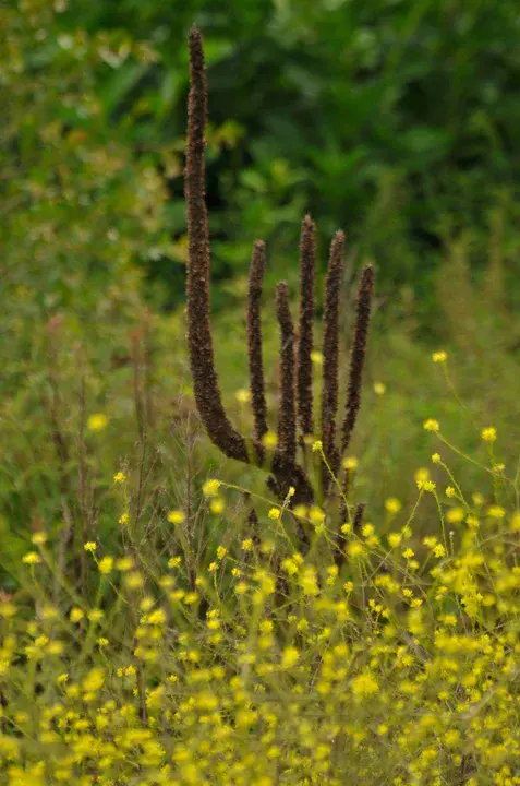 WingSpan Case Manager version 2.X : Wingspan案例管理器版本2.x