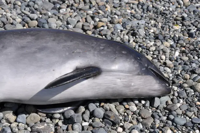 Conference on Health Survey Research Methods : 健康调查研究方法会议