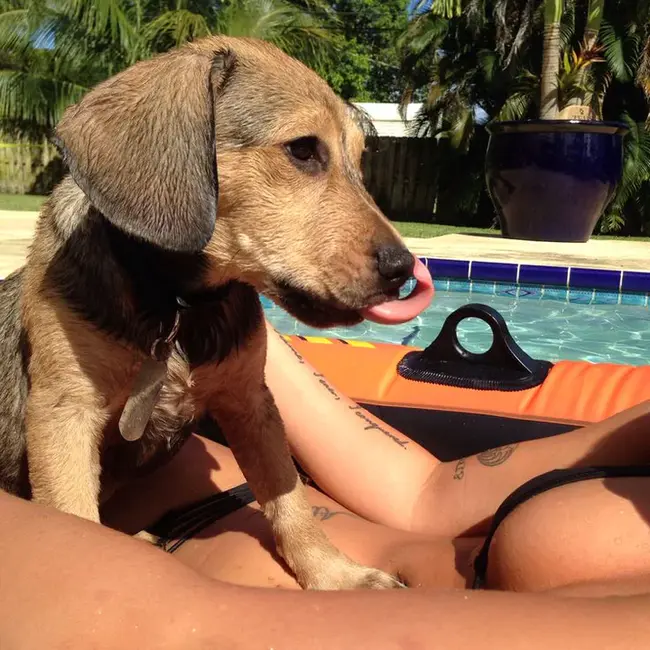 Lucky Puppy : 幸运小狗