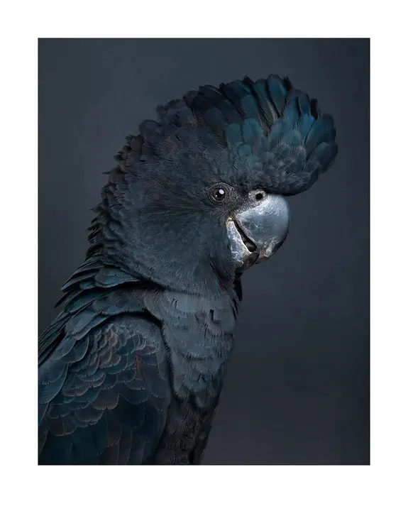 Naval Tactical Electronic Warfare Squadron 140, The Patriots : 海军战术电子战中队140,爱国者