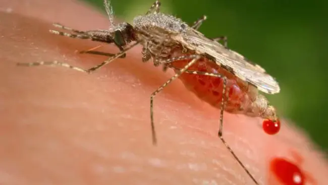 American Association of Public Health Veterinarians : 美国公共卫生兽医协会