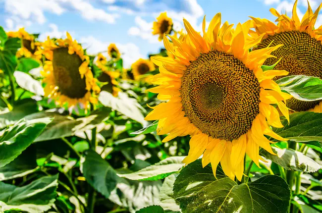 Agriculture Network Information Center : 农业网络信息中心