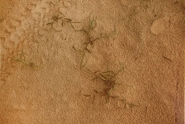 Wheeling Township Democratic Organization : 惠灵乡民主组织