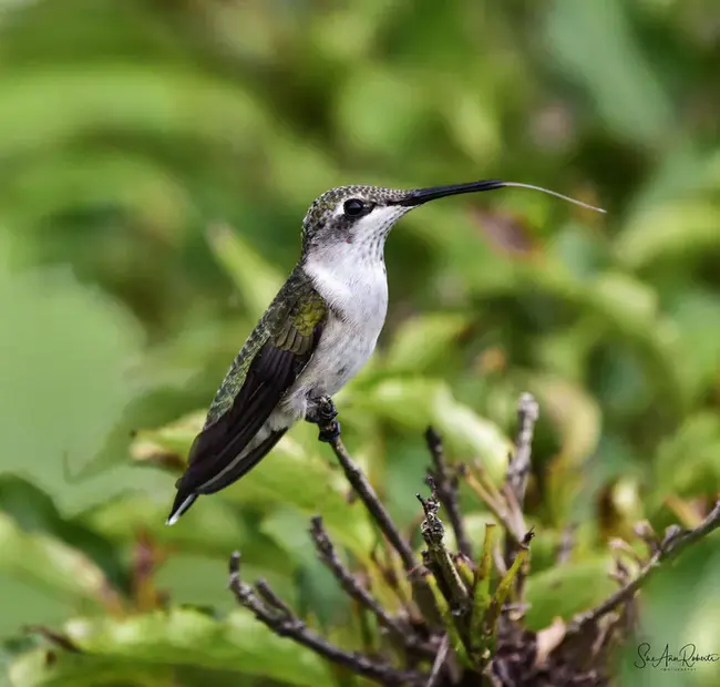 Gnu Aol Instant Messenger : GNU AOL即时通讯器