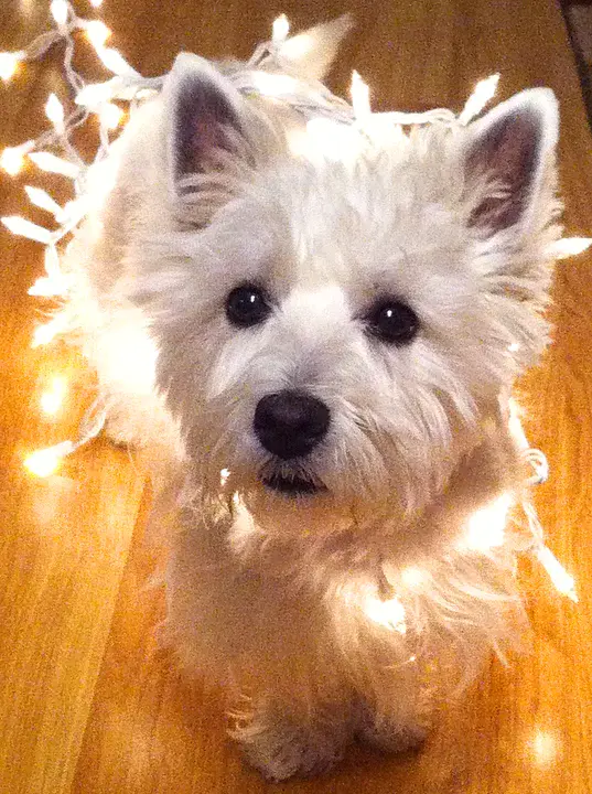 West Highland Free Press : 西高地自由出版社