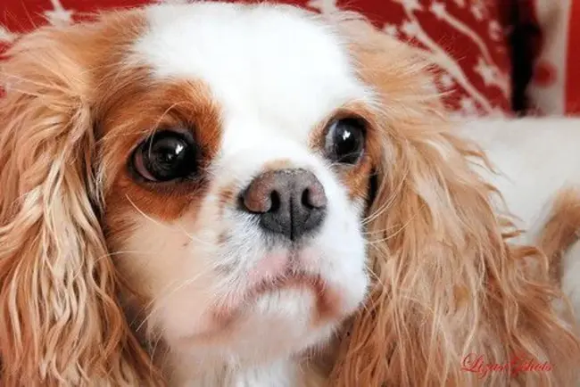 Wish I Was You : 希望我是你