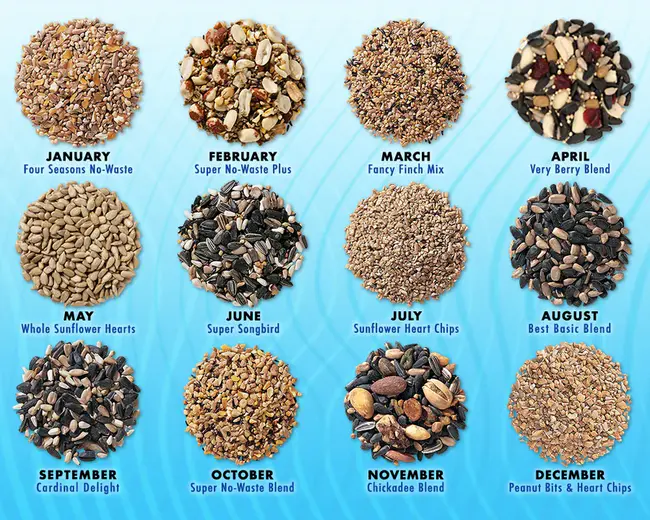 Seed Growth : 种子生长