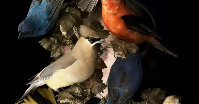 LPTV-41, Fairfield, Maine : 缅因州费尔菲尔德LPTV-41