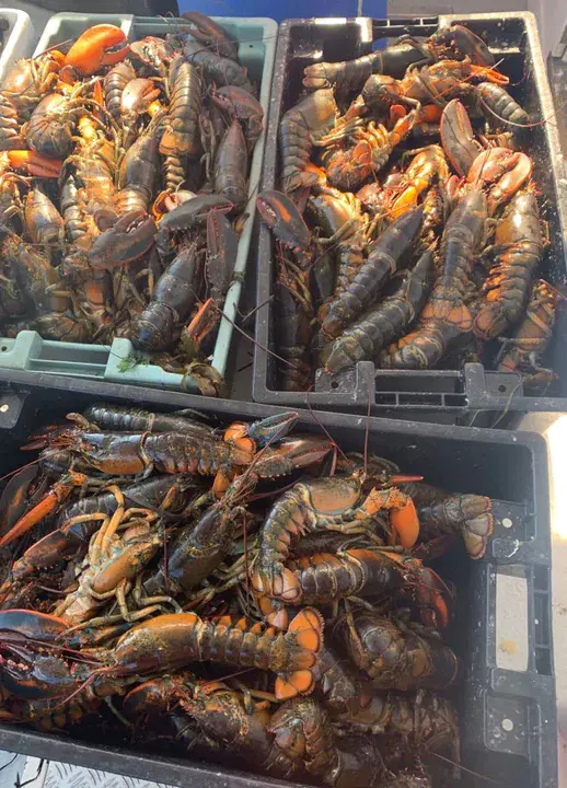 Dead Lobster : 死龙虾