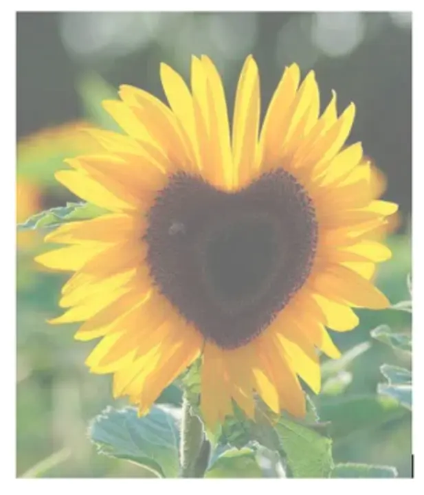 Nurse Assistant Registered : 注册护士助理