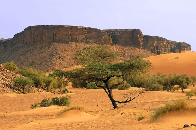 Mauritania Ouguiya : 毛里塔尼亚乌吉亚