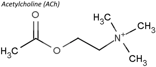 AcetylCHoline : 乙酰胆碱