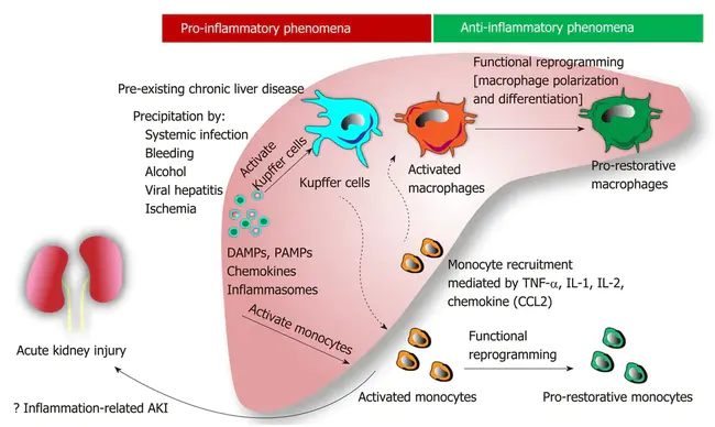 Acute Coronary Insufficiency : 急性冠脉功能不全