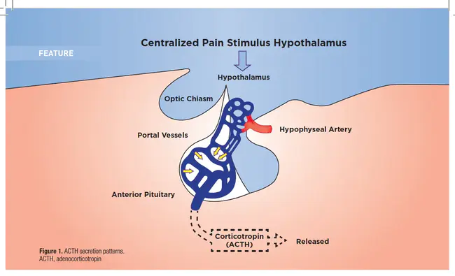 AdrenoCorticoTropic Hormone (Corticotropin) : Adreno Cortico Tropic Hormone (Corticotropin)