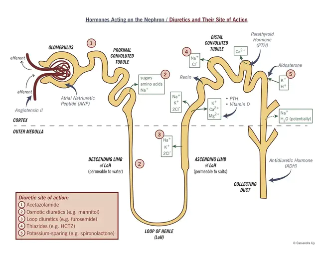 AntiDiuretic Hormone : 抗利尿激素