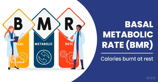 Basal Metabolic Rate : 基础代谢率