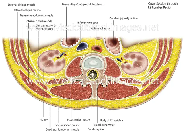 Computerized Axial Tomography : 计算机轴向断层扫描