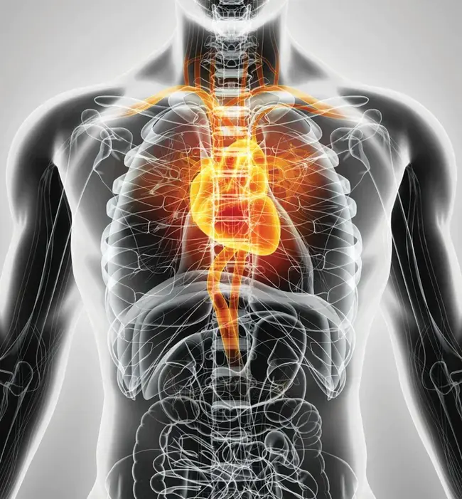 Chronic Granulocytic Leukaemia : 慢性粒细胞白血病