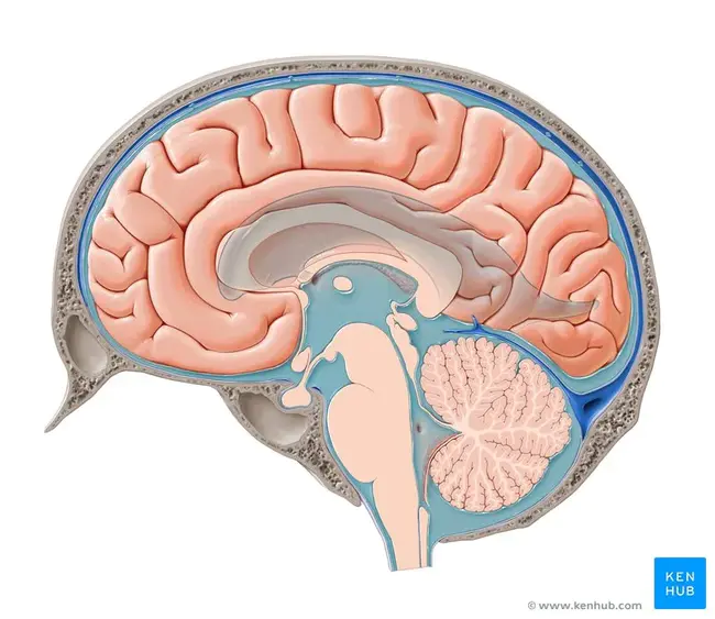 CerebroSpinal Fluid : 脑脊液