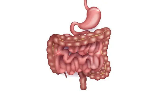 Gastro-Intestinal : 胃肠道