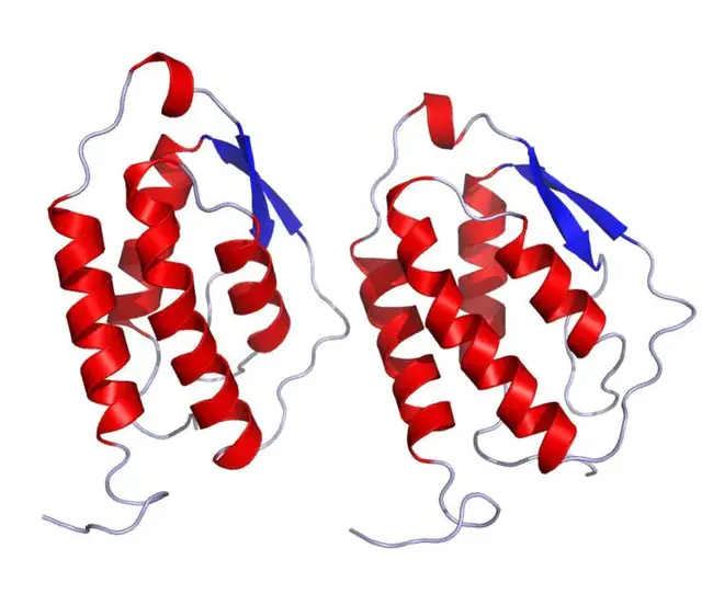 Granulocyte Macrophage Colony- Stimulating Factor : 粒细胞-巨噬细胞集落刺激因子