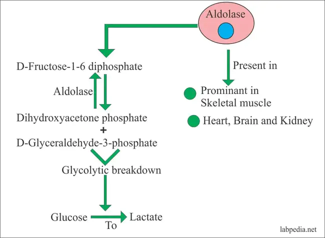 Aldolase : 醛缩酶