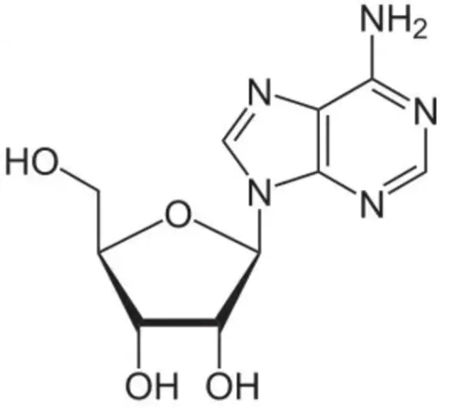 Adenosine Tri-Phosphate : Adenosine Tri-Phosphate