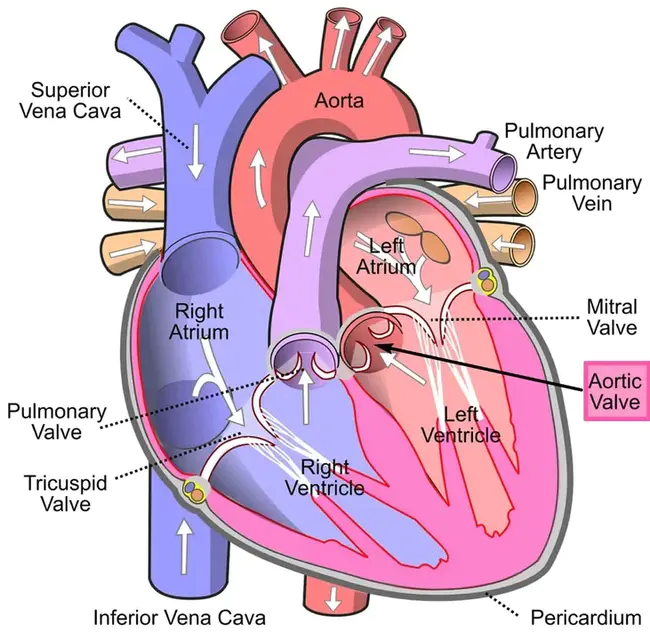 Aortic Valve : 主动脉瓣