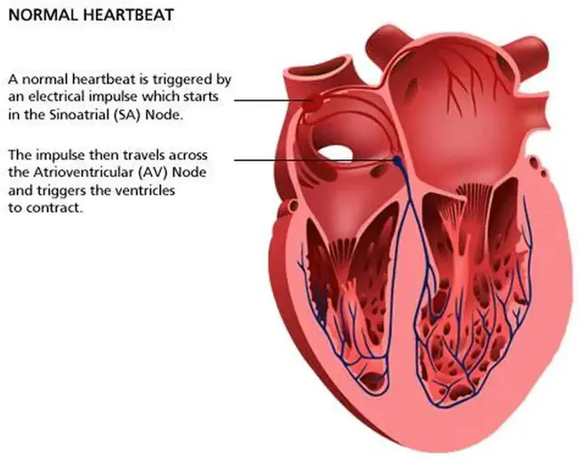 Atrio-Ventricular : 寰室