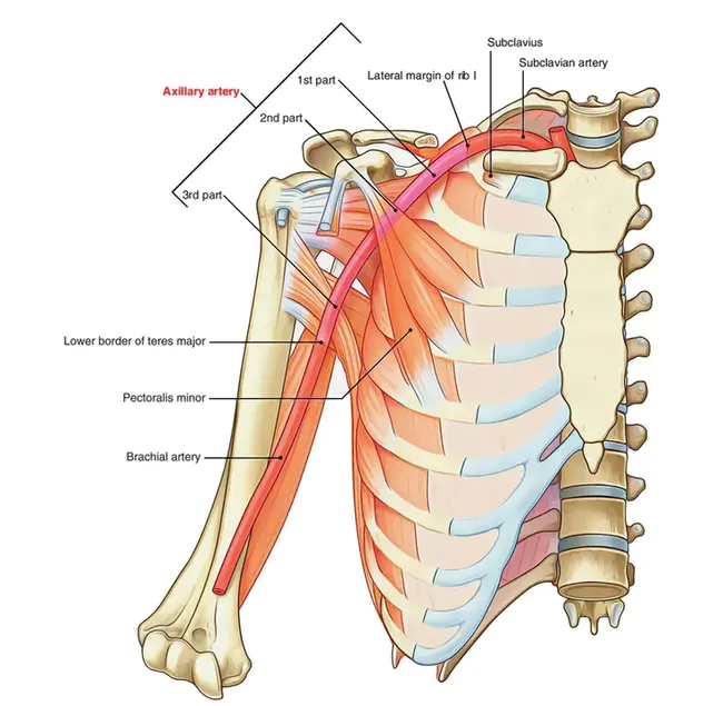 Axillary : 腋窝的