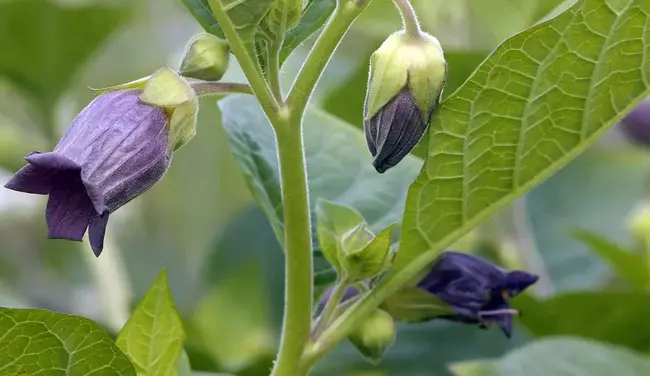 Belladonna and Opium : 颠茄和鸦片