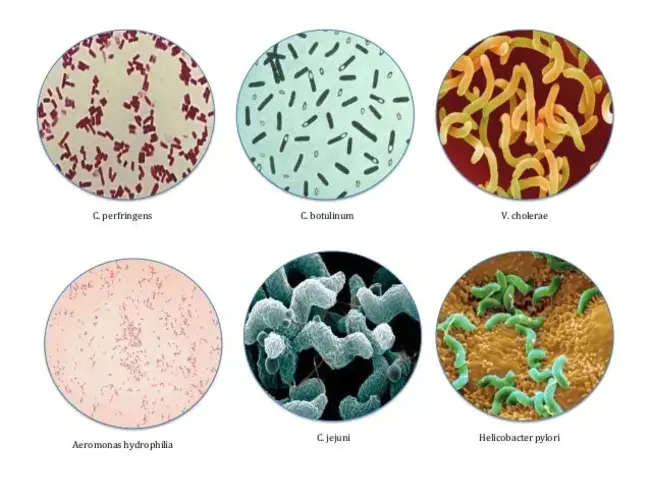 Bacteriology : 细菌学