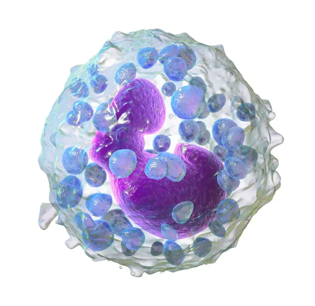 Basophil : 嗜碱性粒细胞