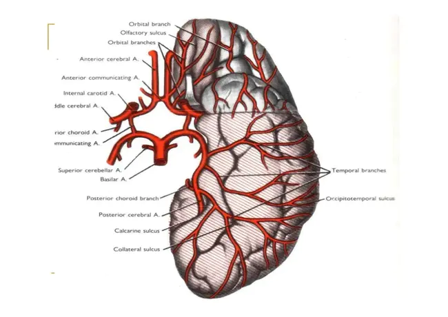 Blood Brain Barrier : 血脑屏障