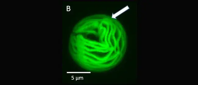 Quantitative Fluorescence Technique : 定量荧光技术