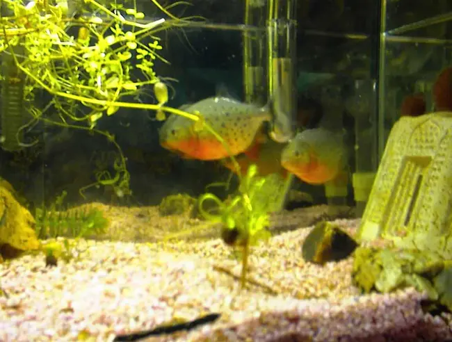 Pirhana, Inc. : 皮尔哈纳公司