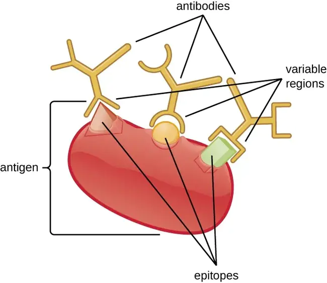 Epitope, Inc. : Epitope公司