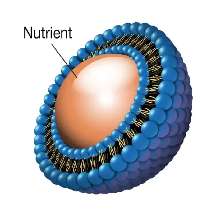 Liposome Company, Inc. : 脂质体公司