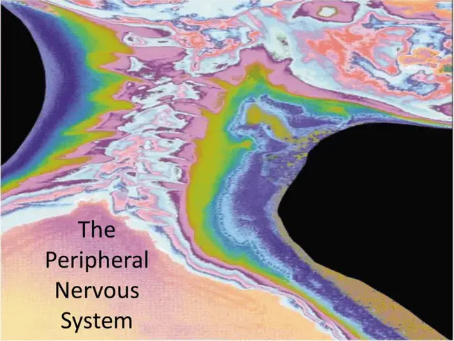 Peripheral Nervous System : 周围神经系统