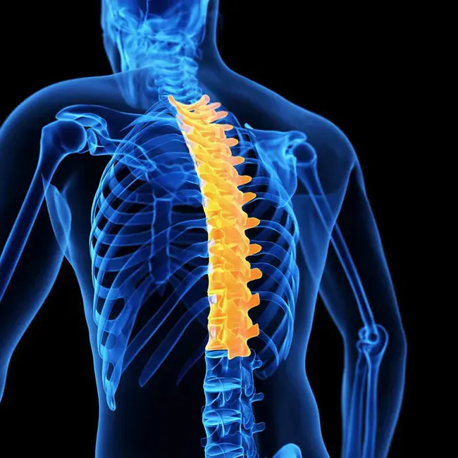 Thoracic vertebrae 1-12 (spine eg. T10 = tenth thoracic vertebra) : 胸椎 1-12（脊柱，例如 T10 = 第十胸椎）