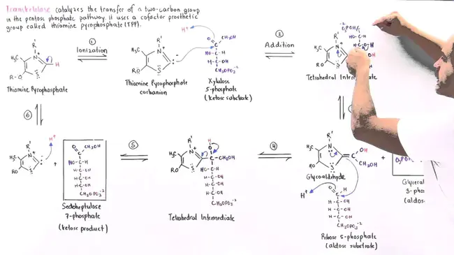 TRansKetolase : 转酮醇酶