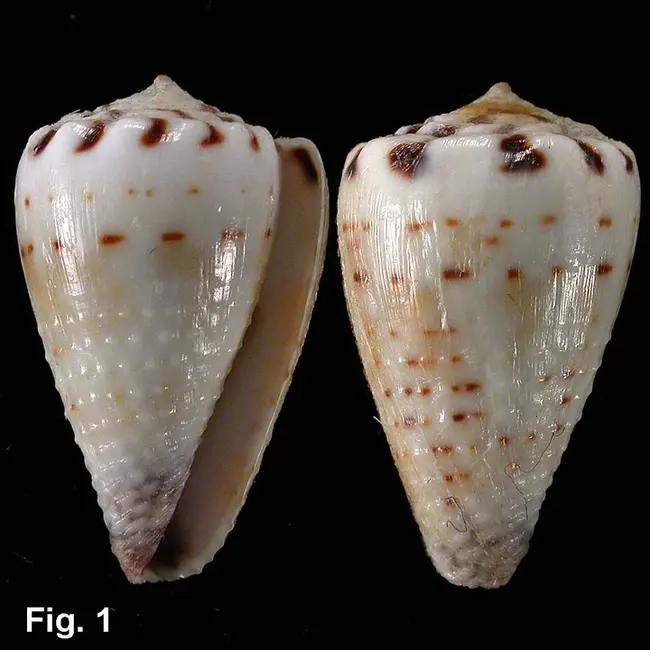 CONUS Demobilization Center : 康纳斯遣散中心