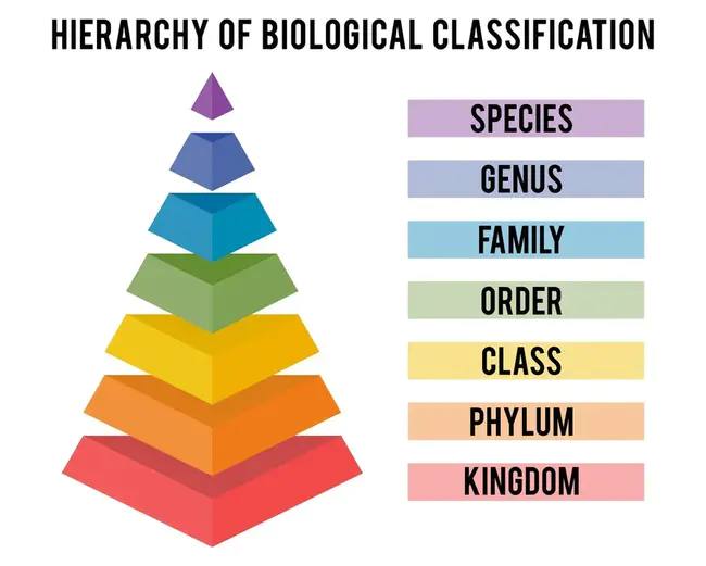 Classification, Discrimination and Identification : 分类、鉴别和鉴定