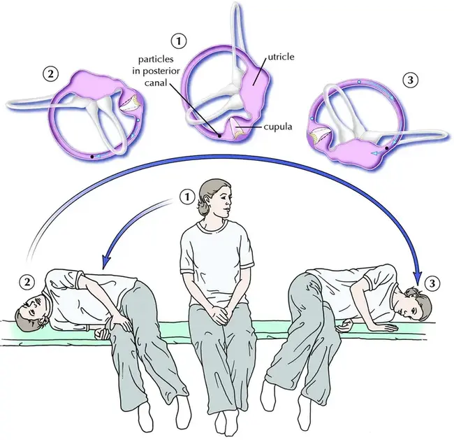 Maneuver Control : 机动控制