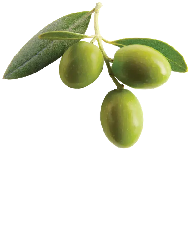 Olive Drab : 橄榄褐色