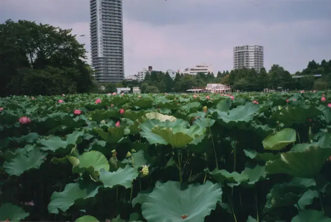 Tokyo Denki Kagaku : 东京丹木高库